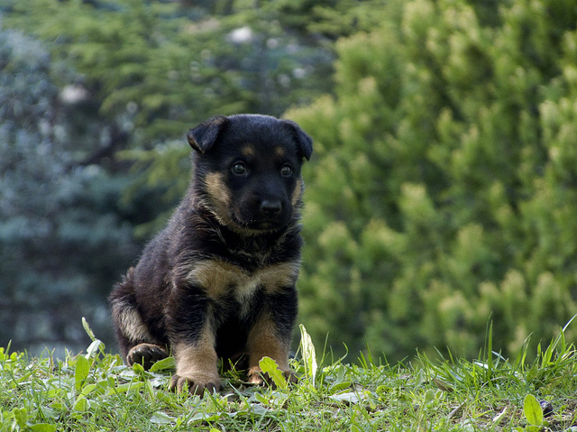 Cachorro de Pastor Alemán
